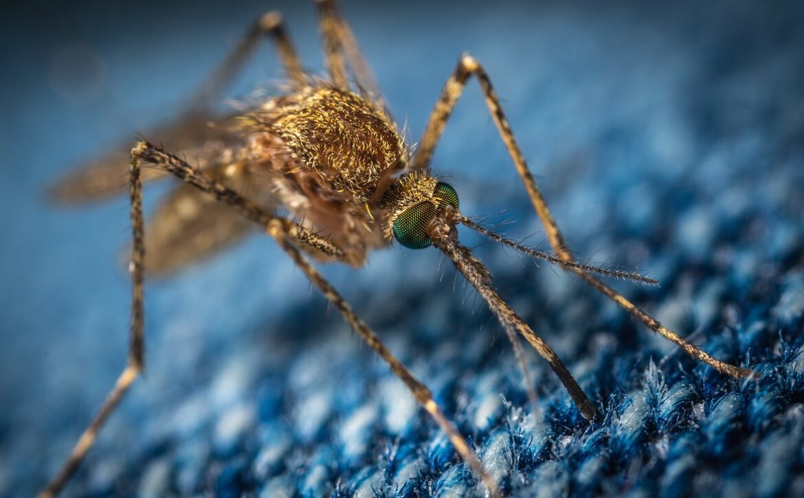 mosquito, insect, bloodsucker